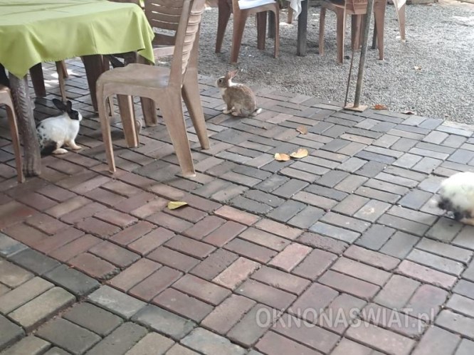 774236dc6bbdd223ecd020463b960e3b0380647f