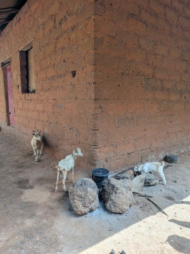 pxl_20251105_112139257.mp