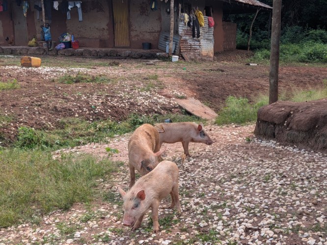 pxl_20251105_112438182.mp